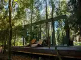Сурепка обыкновенная