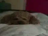 Четырех местный "Комфорт" для Мужчин