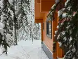 Облепиха