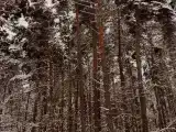 Дом с видом на лес