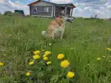 Вилла