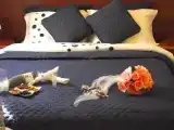 Номер Standard