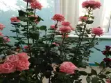 Одноместный номер с видом на горы