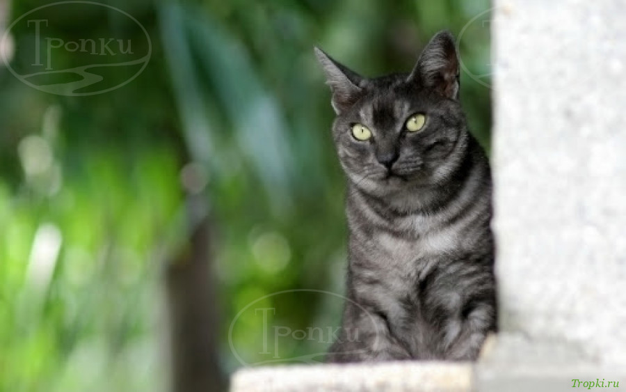 коты Сочи