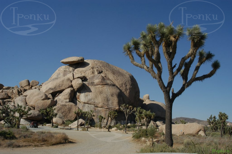 Национальный парк Джошуа-Три