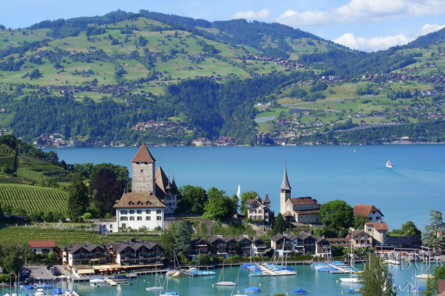 Шпиц