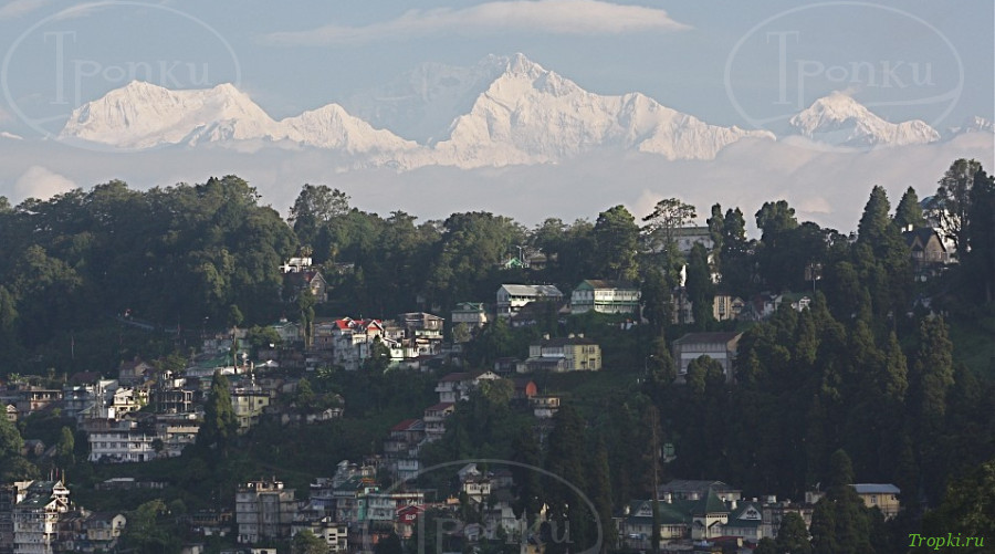 Дарджилинг