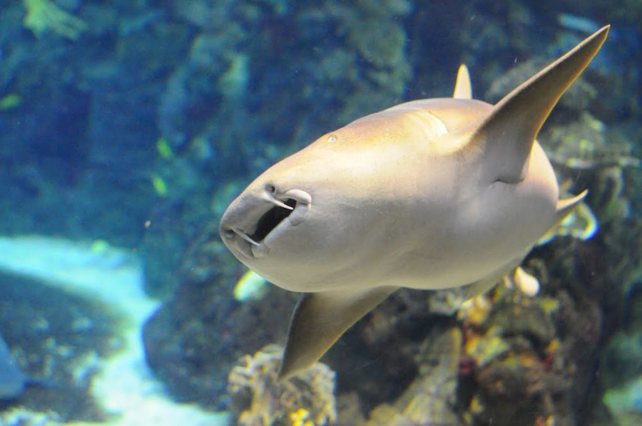 Аквариум Барселоны