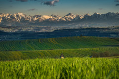 Новы-Тарг Новы-Тарг