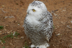 Парк птиц "Воробьи" Парк птиц "Воробьи"
