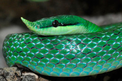 Тульский экзотариум