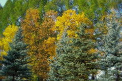 Дендропарк имени Алексеева