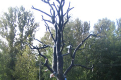 Дерево желаний Дерево желаний