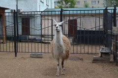 Зоопарк Зоопарк